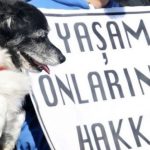 meclis hayvan hakları raporu