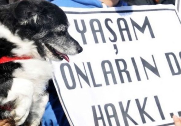 meclis hayvan hakları raporu