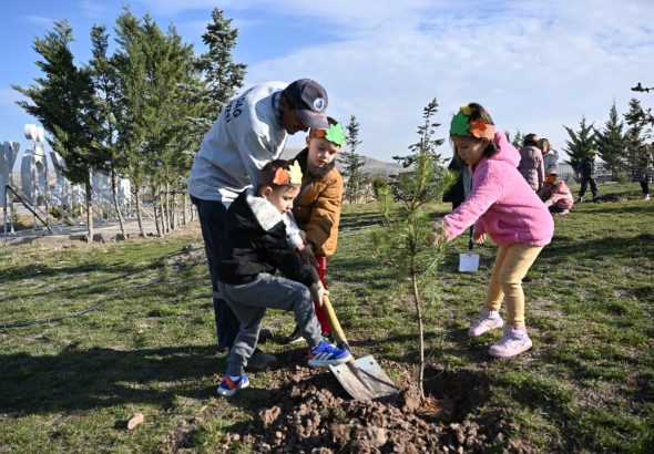 FİDANLAR AĞACA, AĞAÇLAR ORMANA